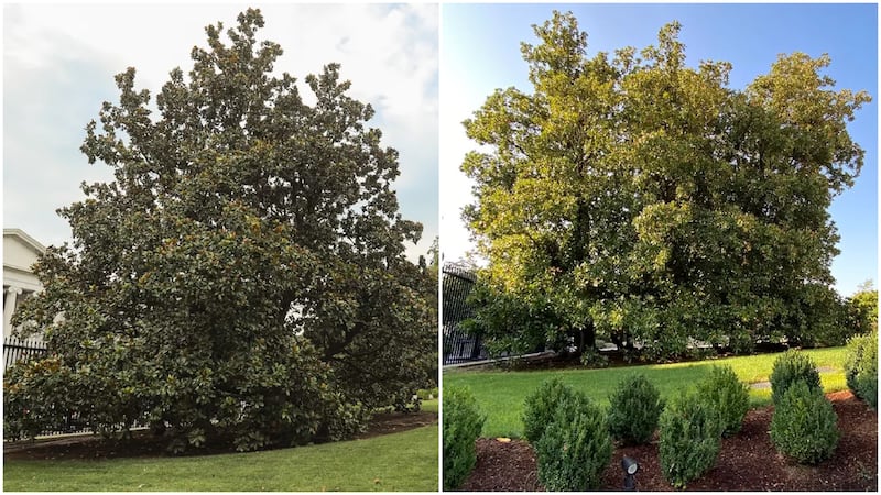 Magnolia trees commemorating the U.S. presidents Warren G. Harding, left, and Franklin D. Roosevelt, right, were demolished at the White House this week.
