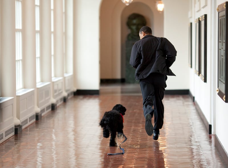 President Barack Obama runs down a corridor with the family's new dog, Bo, a six-month old Portuguese water dog, in the White House in Washington, DC on April 13, 2009.