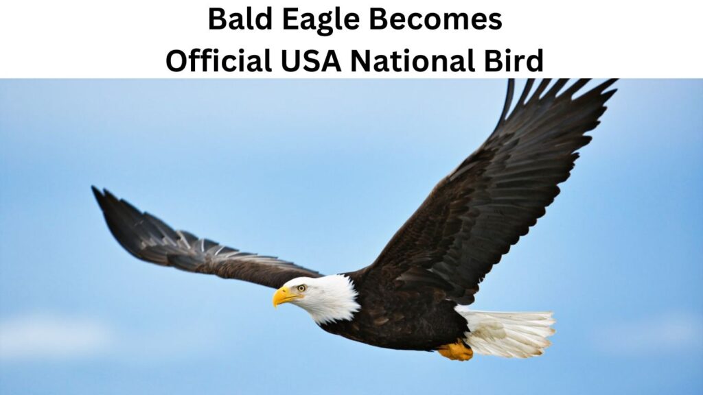 America's National Bird